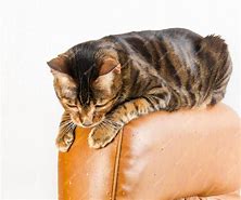 Image result for Cat Scratches On Leather Furniture