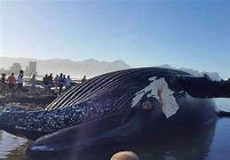 Image result for Humpback Whale Washes Ashore