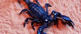 Image result for Scorpion Species List