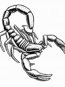 Image result for Cool Pencil Drawings of Scorpions