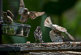 Image result for publiic domain p;icture of child with sparrow