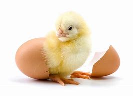 Image result for Yellow Hatch Chicken
