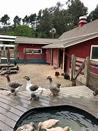Image result for Animal Farms Near Me to Visit