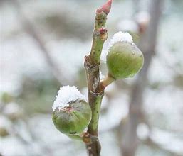 Image result for 1 Quart - Chicago Hardy Fig Tree - Succulent Figs That Can Withstand Freezing Temperatures, Outdoor Plant