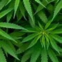 Image result for Marijuana Physical Effects