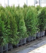 Image result for Emerald Green Arborvitae Hedge - 5 Pack - Dormant 24-36" | Zone 2-7 | 12 - 14 Feet | Full Sun