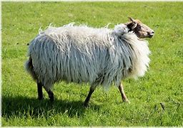 Image result for Wool Barn Coat