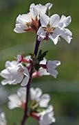 Image result for Nanking Cherry Blossom Tree