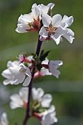 Image result for Nanking Cherry Bloom