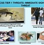 Image result for Transnational Organized Crime Italy