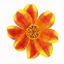 Image result for Bidens BeeDance Painted Red