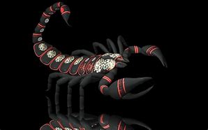 Image result for Cool Scorpion Animal Images