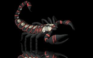 Image result for Cool Pictures of Scorpion