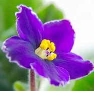 Image result for African Violet Flower Purple