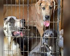 Image result for Animals seized from Macon County breeding mill