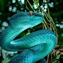Image result for Blue and Black Snake Wallpaper