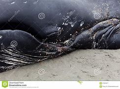 Image result for Juvenile Humpback Whale