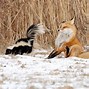 Image result for Funny Animals Sick of Snow