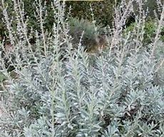 Image result for White Salvia Seeds