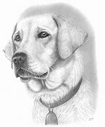 Image result for Dog Drawings