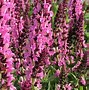 Image result for Salvia Plants Perennial