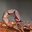 Image result for Scorpions Details
