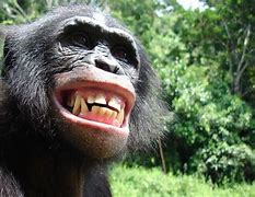 Image result for Smiling Monkey