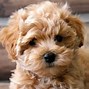 Image result for Maltipoo Age 2