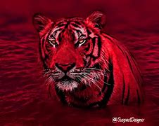Image result for Tiger Wallpaper 1080P