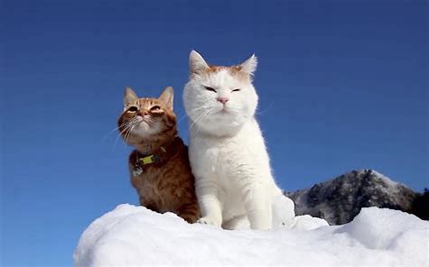 猫　雪 に対する画像結果