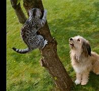 Image result for Funny Dog Chasing Cats
