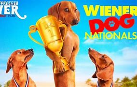 Image result for Dog Movie HD