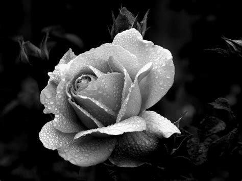 Black and White Rose   This image has been digitally altered…   Flickr