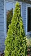 Image result for Emerald Green Arborvitae Hedge - 10 Pack - Dormant 12-18" | Zone 2-7 | 12 - 14 Feet | Full Sun
