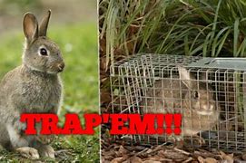 Image result for Trapping Rabbits