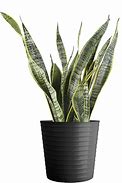 Image result for Costa Farms Snake, Sansevieria White-Natural Decor Planter Live Indoor Plant, 12-Inch Tall, Grower's Choice, Green, Yellow