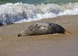 Image result for Caspian Sea dead seals