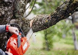 Image result for Cutting Tree Branches