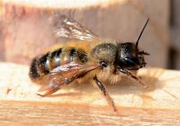 Résultat d’images pour osmies abeilles solitaires