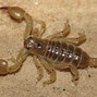 Image result for Scorpions as Pets