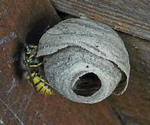 Image result for Small Bees Nest
