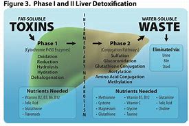 Image result for Liver Detoxification