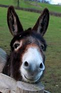 Image result for Donkey Smile