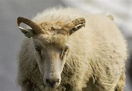 Image result for Killer Sheep