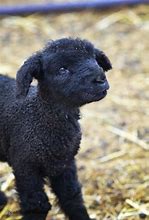 Image result for Cute Baby Black Sheep