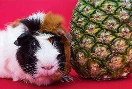 Image result for Funny Guinea Pigs