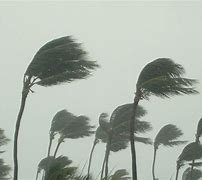 Image result for Hurricane Palm Trees