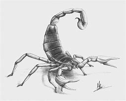 Image result for Pencil Art Drawings of Scorpion
