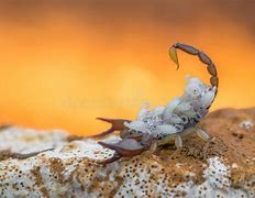 Image result for Harmless Scorpion