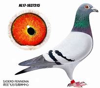 Image result for Janssen Brothers Racing Pigeons
